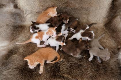 Ein bunter Haufen Orientalischer Kurzhaar Kitten von der zauberhaften Olivia chocolate Tricolour