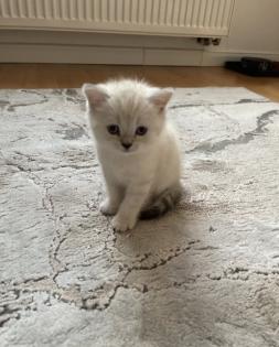 Abgabe bereite BKH blue point kitten