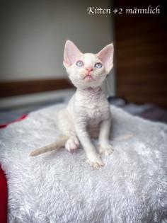 Devon Rex Kitten Abgabe Anfang August