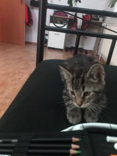 Katzenkitten zu verkaufen