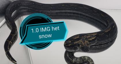 Img Boa het snow zu Abgabe