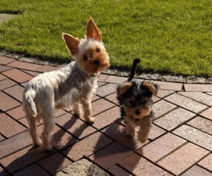 Yorkshire Terrier Welpe Rüde sucht sein Zuhause
