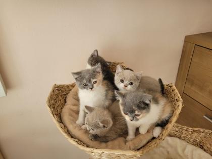 BKH Kitten reinrassig abholbereit