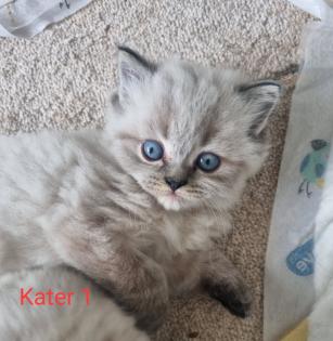 BLH/Ragdoll Kitten suchen ein liebevolles Zuhause