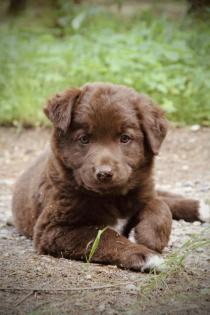 BORADOR Welpen Border Collie und Labrador Retriever Mix