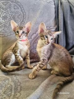 Zauberhafte OLH und Balinesen Kitten