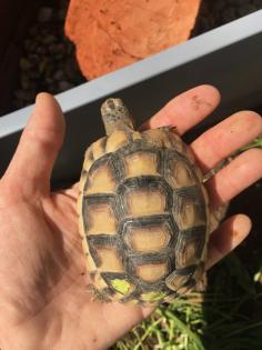 2- und 3-jährige Landschildkrötenbabies Testudo Marginata Breitrandschildkröten aus artgerechter l