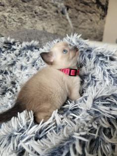 Siams suchen neue Kuschelpartner
