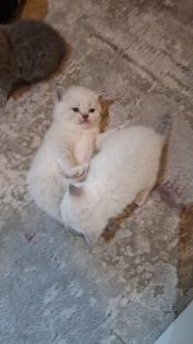 Zuckersüße BKh Kitten reinrassig suchen liebevolles Zuhause