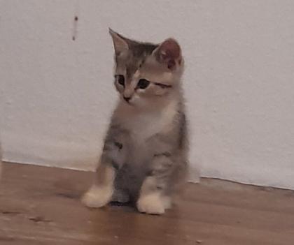 3 süße kitten mädels