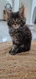 Maine Coon Kitten / Coonies /Kitten