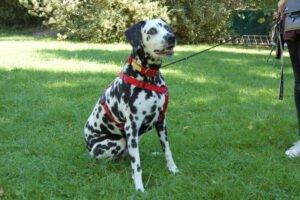 JOSY DA - weiblich 11 Jahre 60 cm 30 kg Dalmatiner Gechipt Kastriert