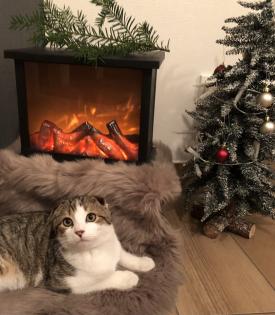 Kater Katze Scottisch Fold Mix