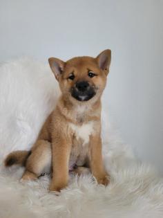 Shiba Inu Welpen