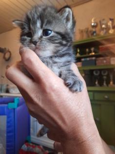 Zauberhafter kleiner BKH Kater mit Ahnentafel geimpft entwurmt gechipt kastriert aus HCM PKD