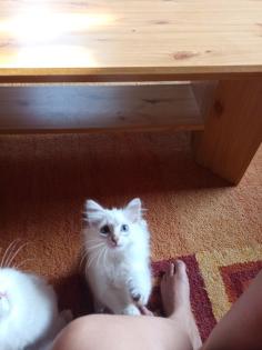Abgabebereit Sibirische Kätzchen Neva Masquarade Kitten weiß Katze