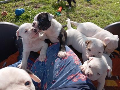 American Bulldog Welpen suchen Traumschloss