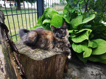 Norwegische Waldkatzen Kitten reinrassig - Babys mit Stammbaum