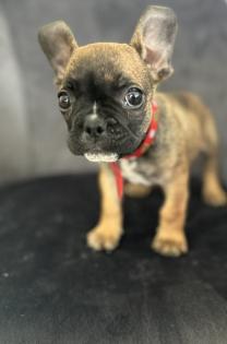 Frei Atmende Französische Bulldogge Welpen