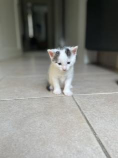 2 Katzenbabys ab Ausgust