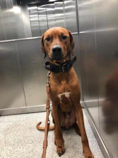 Rhodesien Ridgeback