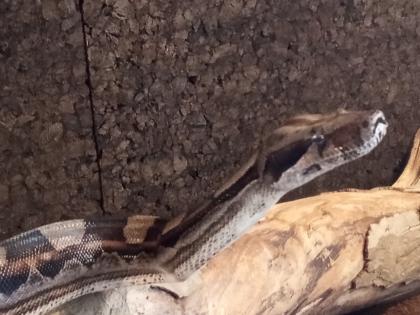 BCI 1. 0/0. 1 CA motley het albino Sharp und mix