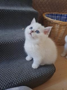Nur noch 2 reinrassige BKH-Kitten mit Luchsohren Teddygesicht