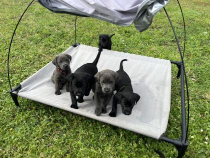 Labrador Welpen grau/schwarz