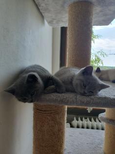 BKH Kitten Abgabebereit