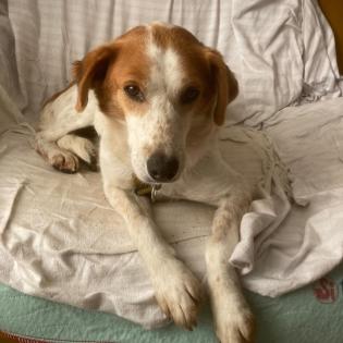Bronco / Status sucht ein Zuhause