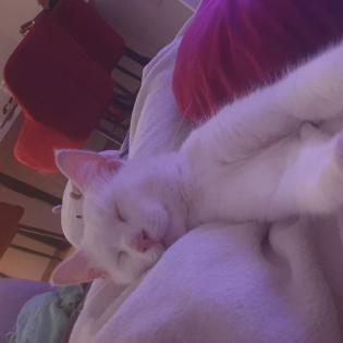 Nimbus - Schmusebär wurde zum Notfall aus dem Tierschutz / gechipt geimpft kastriert