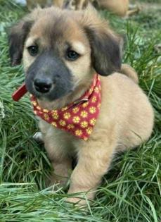 Manni - Hundekind Manni - unser knuffiger Wonneproppen