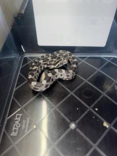 Kornnatter Pantheropis Guttatus NZ 07 25