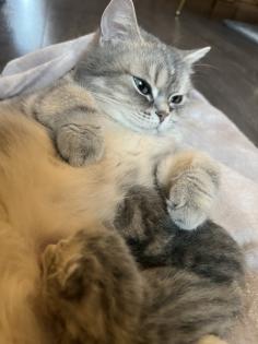 BKH kitten reinrassig geimpft gechipt