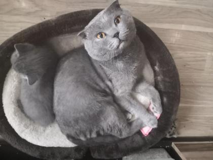 Bkh Mix Kater zum verkaufen