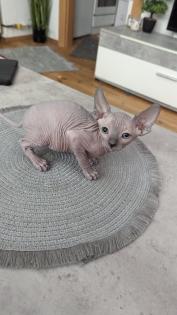 Sphynx Kitten Kater abzugeben