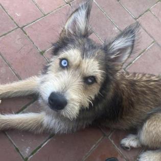 Solveig - Husky-Mix - lieb verspielt