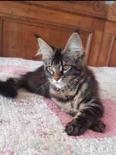 . Tolle Maine Coon kitten mit Stammbaum aus seriöser Zucht .