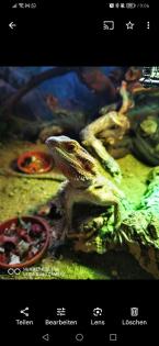 Bartagame mit oder ohne Terrarium