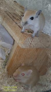 Zwei Rennmaus Jungtiere w suchen neues zu Hause