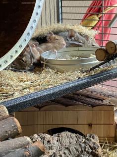 Savic Royal Suite XL - DER Luxus-Käfig für alle Nager u. a. Degu Chinchilla Rennmaus Frettchen