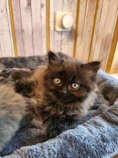 Maine Coon Perser Kater