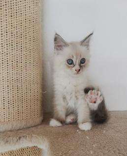 Neva masquarade Sibirische Waldkatze kitten