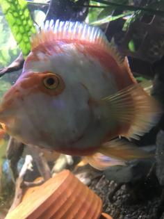 Papageienbuntbarsch Fisch Verkauf/Tausch