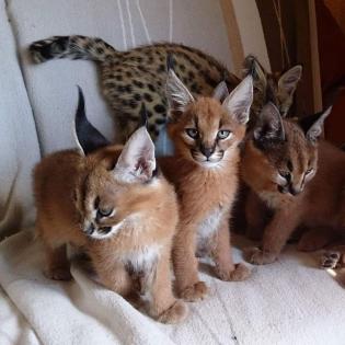 Serval- Savannah- und Karakalkätzchen