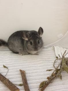 Chinchillajungtiere Angora