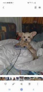 Chihuahua Mix Welpen