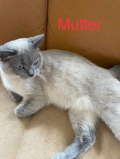 4 süße reinrassige BKH Kitten in der Farbe Blue und Lilac
