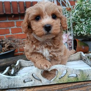 Maltipoo Welpen Rüde aprico