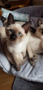 Siam /Thai Kitten Seal Point Babys Kätzchen. Abgabebereit.